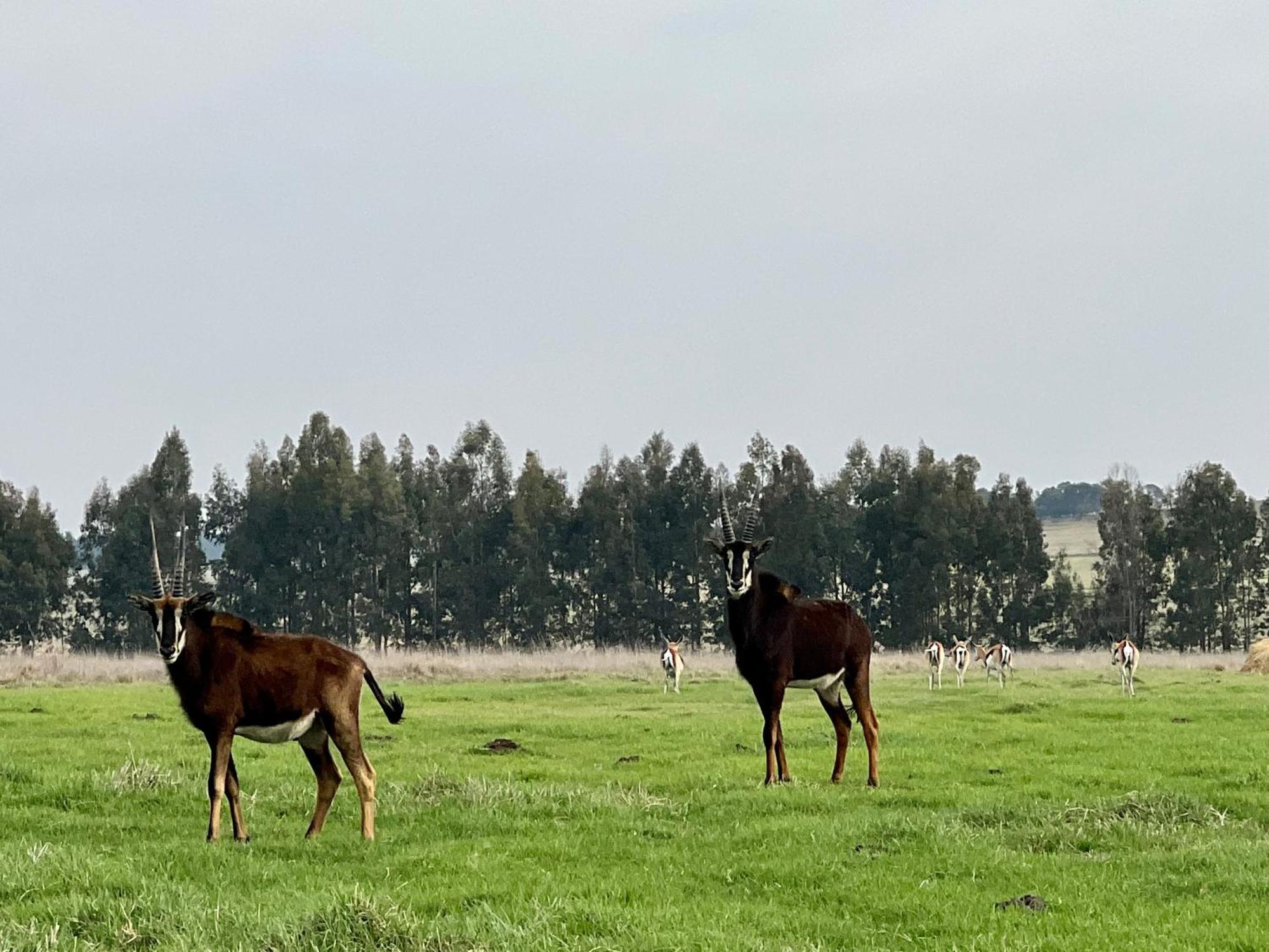 Merino Stal Guest Farm Эрмело Экстерьер фото